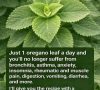 Oregano Leaf Herbal Tea